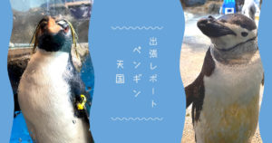 投稿についてもっと詳しく ペンギン天国