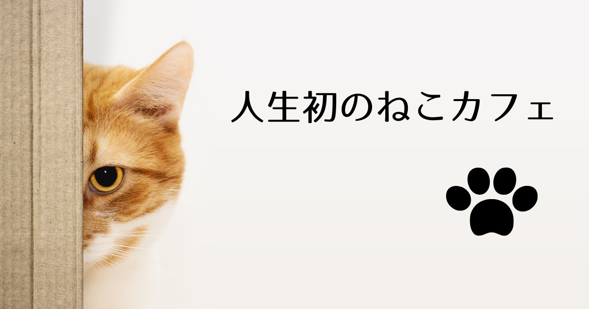 あなたが現在見ているのは 人生初のねこカフェ