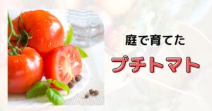 投稿についてもっと詳しく 庭で育てたプチトマト