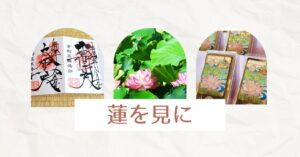 投稿についてもっと詳しく 蓮を見に
