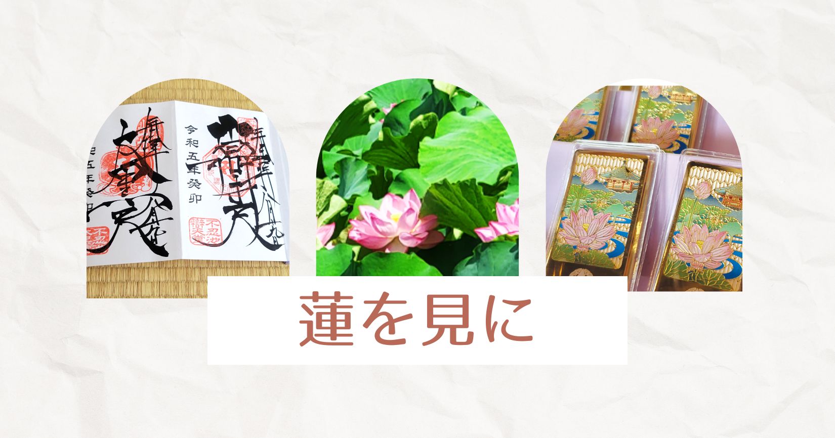 あなたが現在見ているのは 蓮を見に