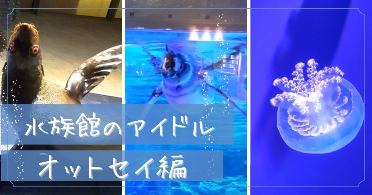 あなたが現在見ているのは 水族館のアイドル〜オットセイ編〜