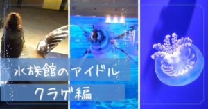 投稿についてもっと詳しく 水族館のアイドル〜クラゲ編〜