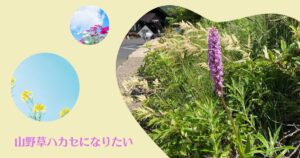 投稿についてもっと詳しく 山野草ハカセになりたい