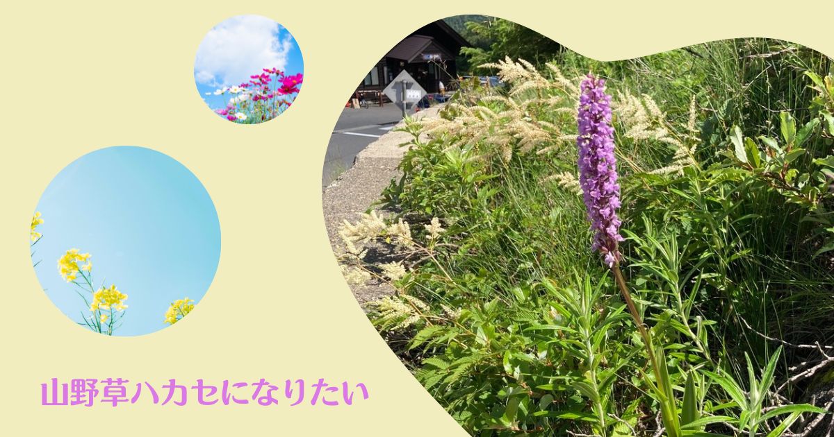 あなたが現在見ているのは 山野草ハカセになりたい
