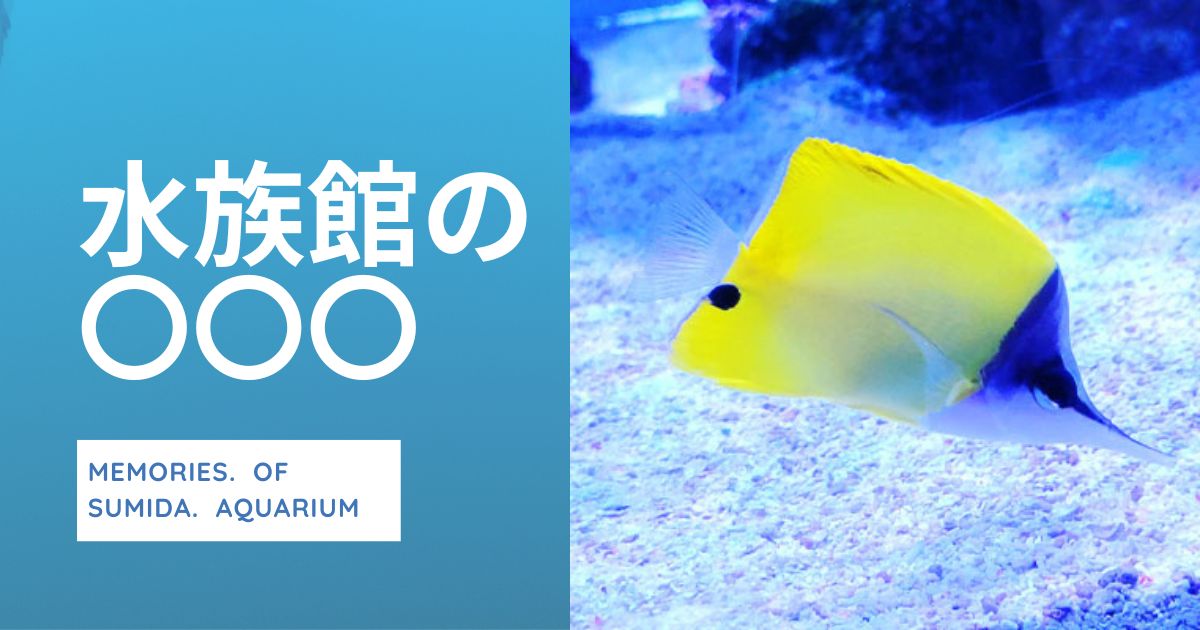 あなたが現在見ているのは 水族館の〇〇〇