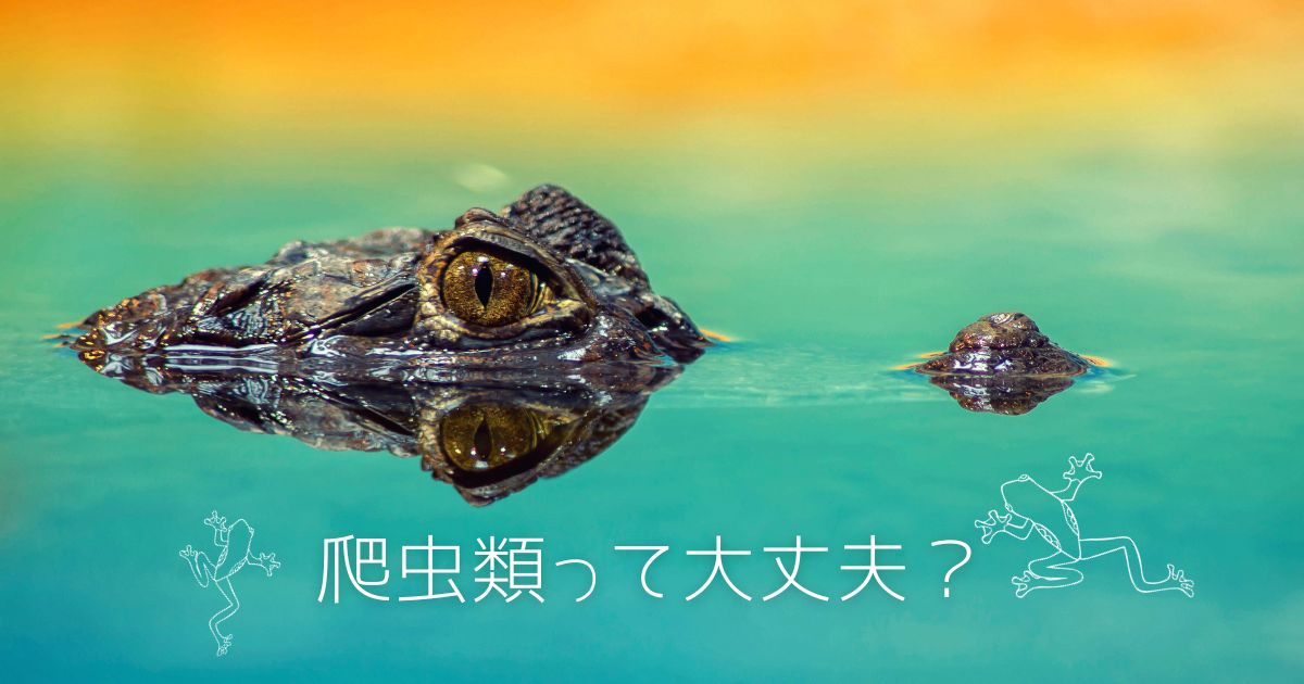 あなたが現在見ているのは 爬虫類大丈夫？