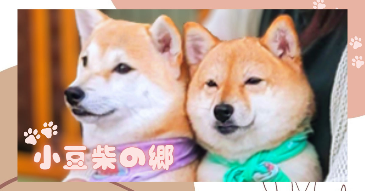 あなたが現在見ているのは 小豆柴の郷