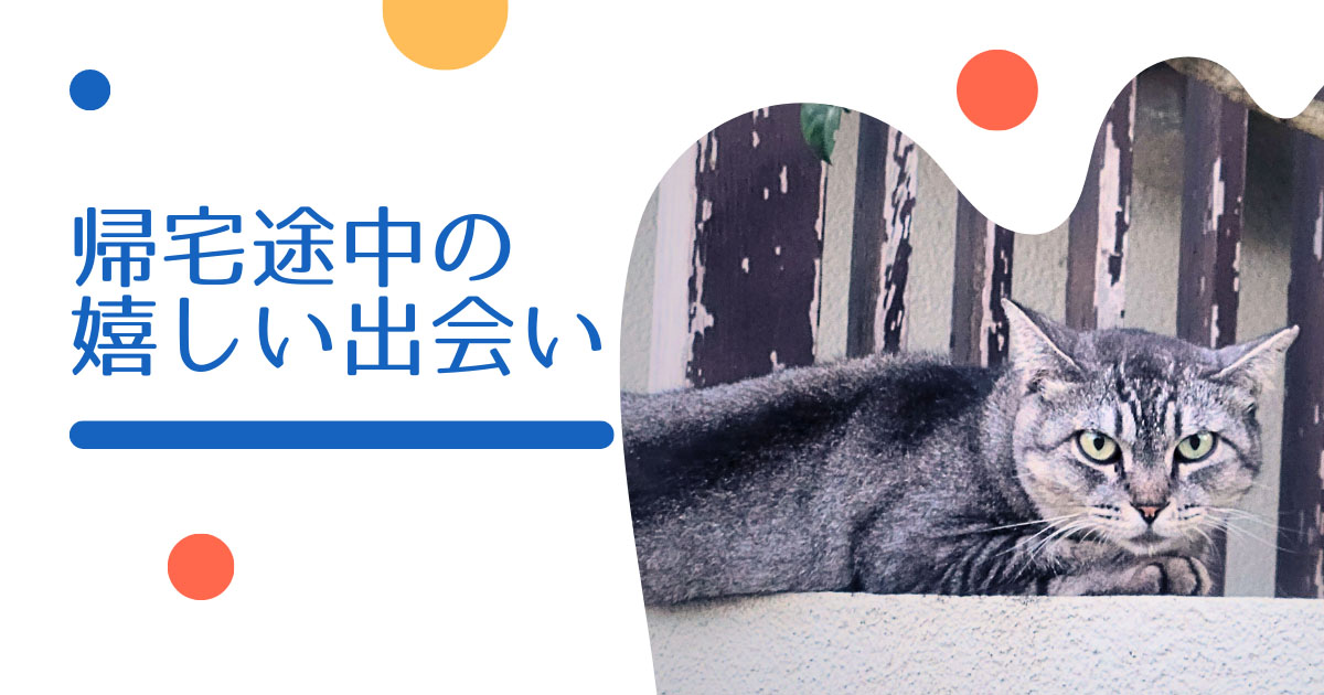 あなたが現在見ているのは 帰宅途中の嬉しい出会い