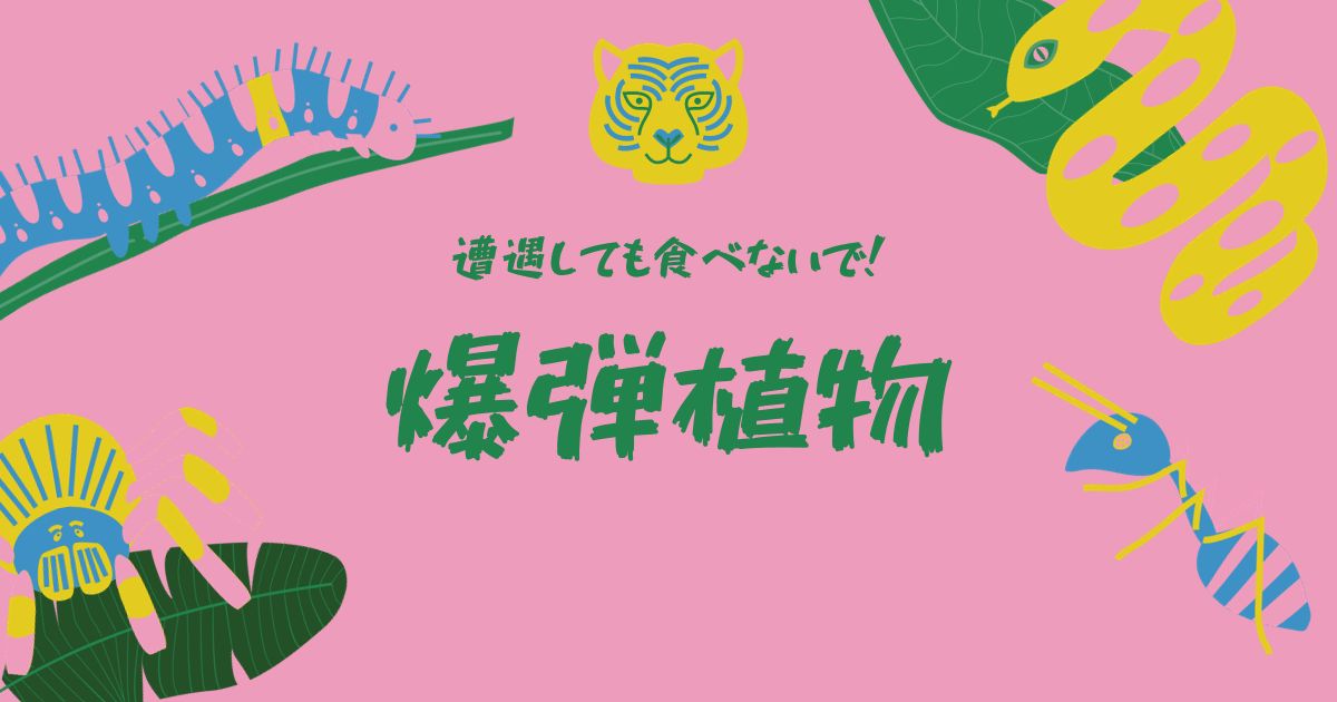 あなたが現在見ているのは 爆弾植物