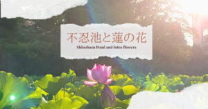 投稿についてもっと詳しく 不忍池と蓮の花
