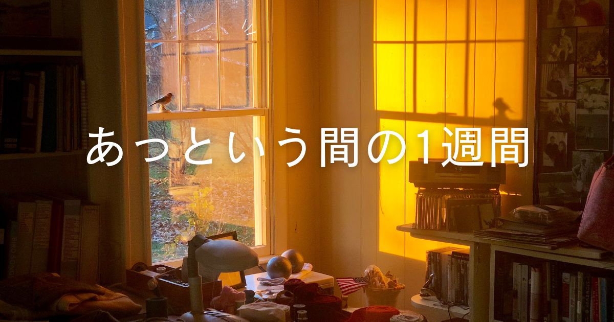 あなたが現在見ているのは あっという間の1週間