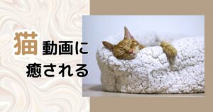 投稿についてもっと詳しく 猫動画に癒される
